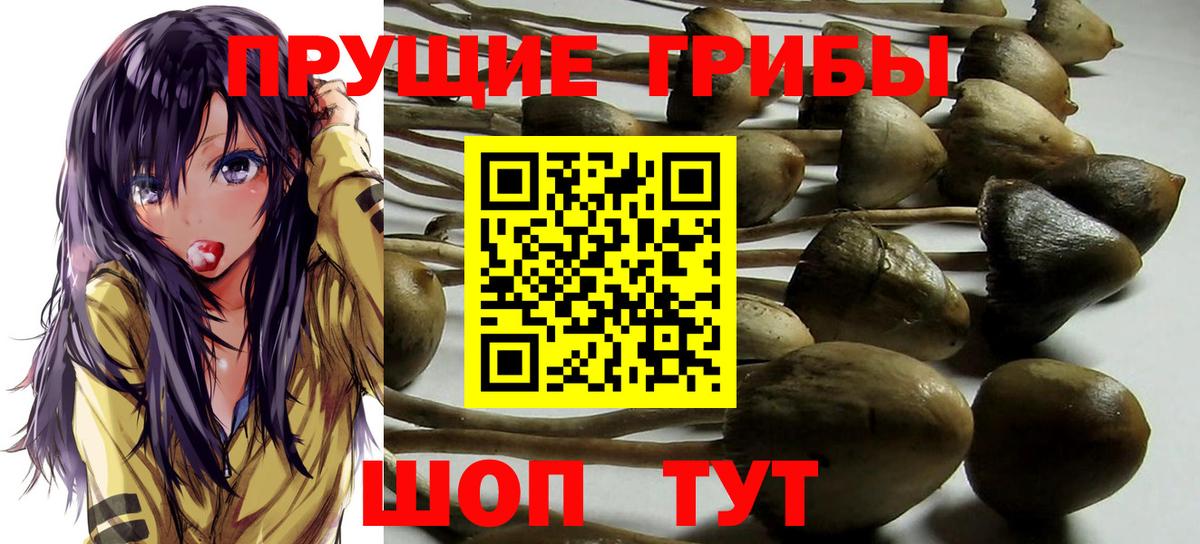 Псилоцибиновые грибы Cubensis Геленджик